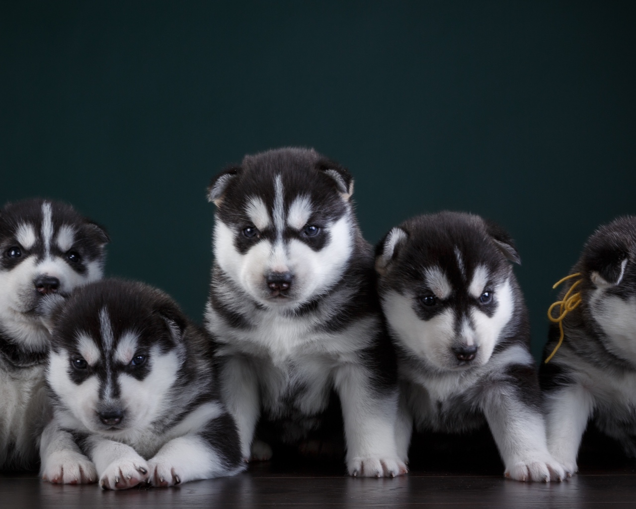 Маленькие забавные щенки хаски