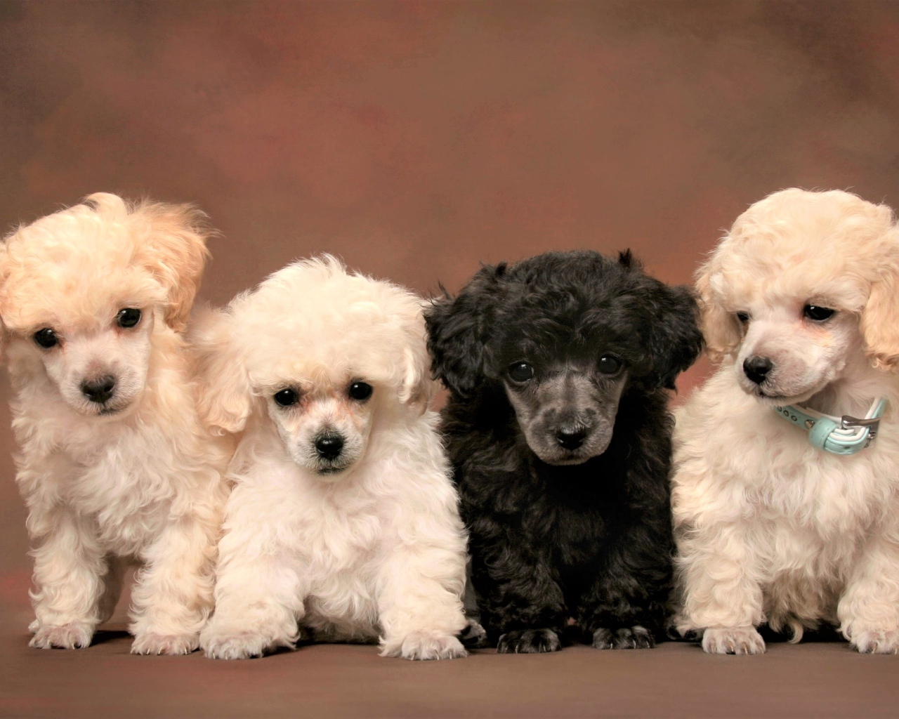 Маленькие забавные щенки пуделя