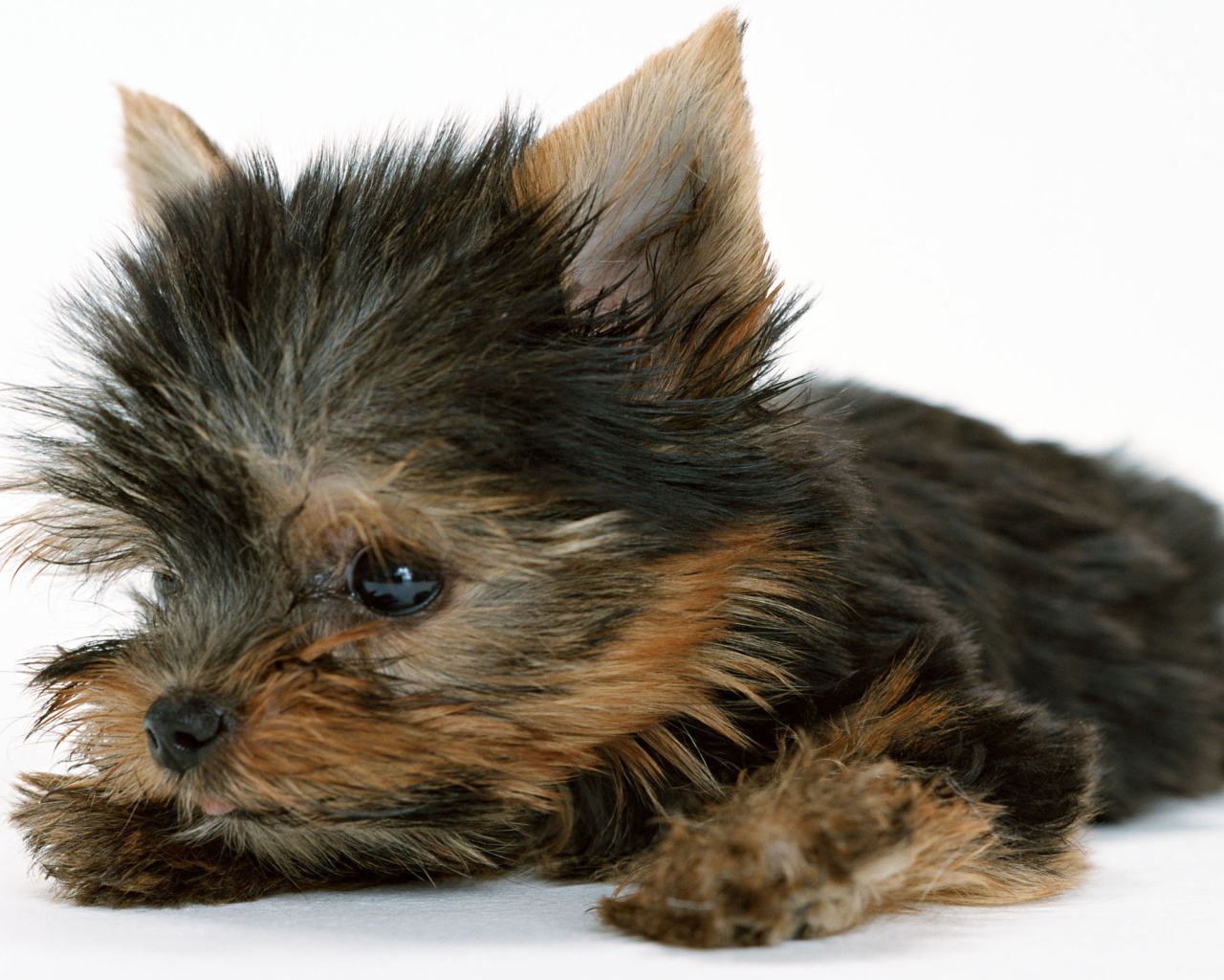 Маленький забавный щенок йоркширского терьера на белом фоне