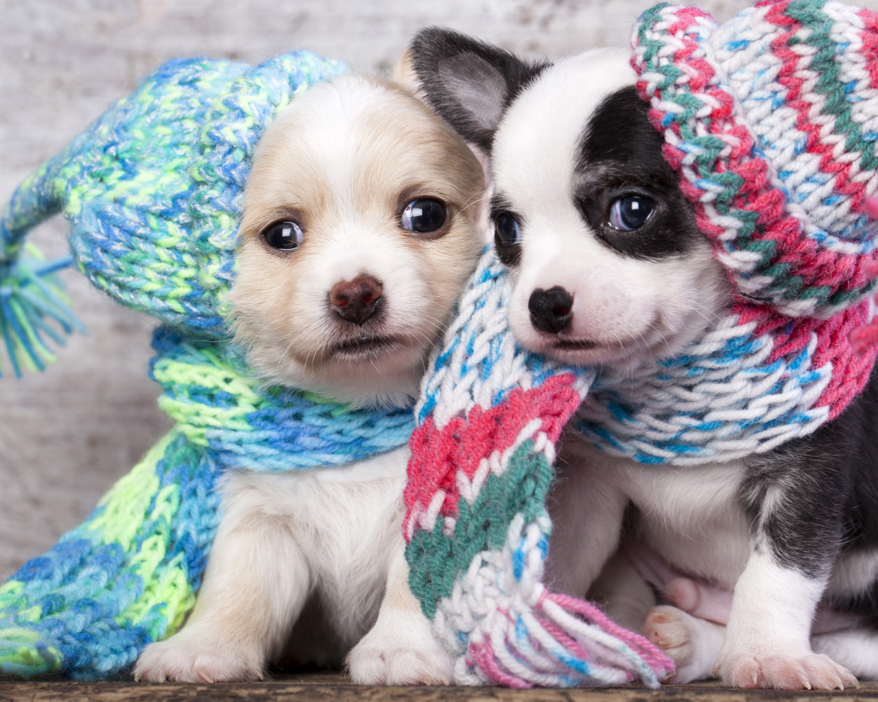 Маленькие щенята в забавных вязаных шапках 