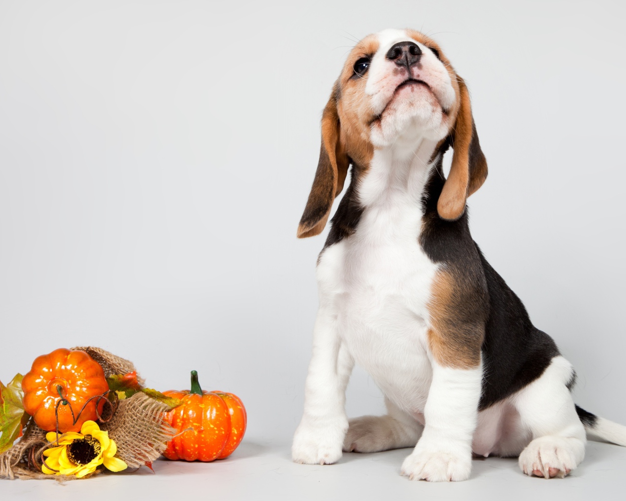 Маленький щенок бигля позирует на сером фоне