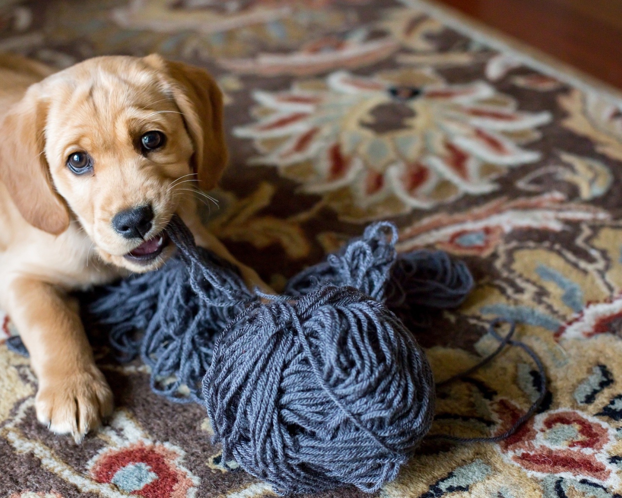 Маленький щенок грызет нитки 