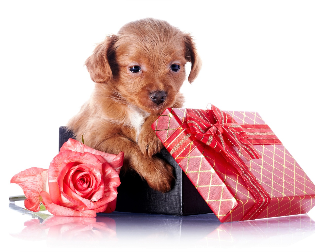 Маленький щенок в подарочной коробке с розой на белом фоне