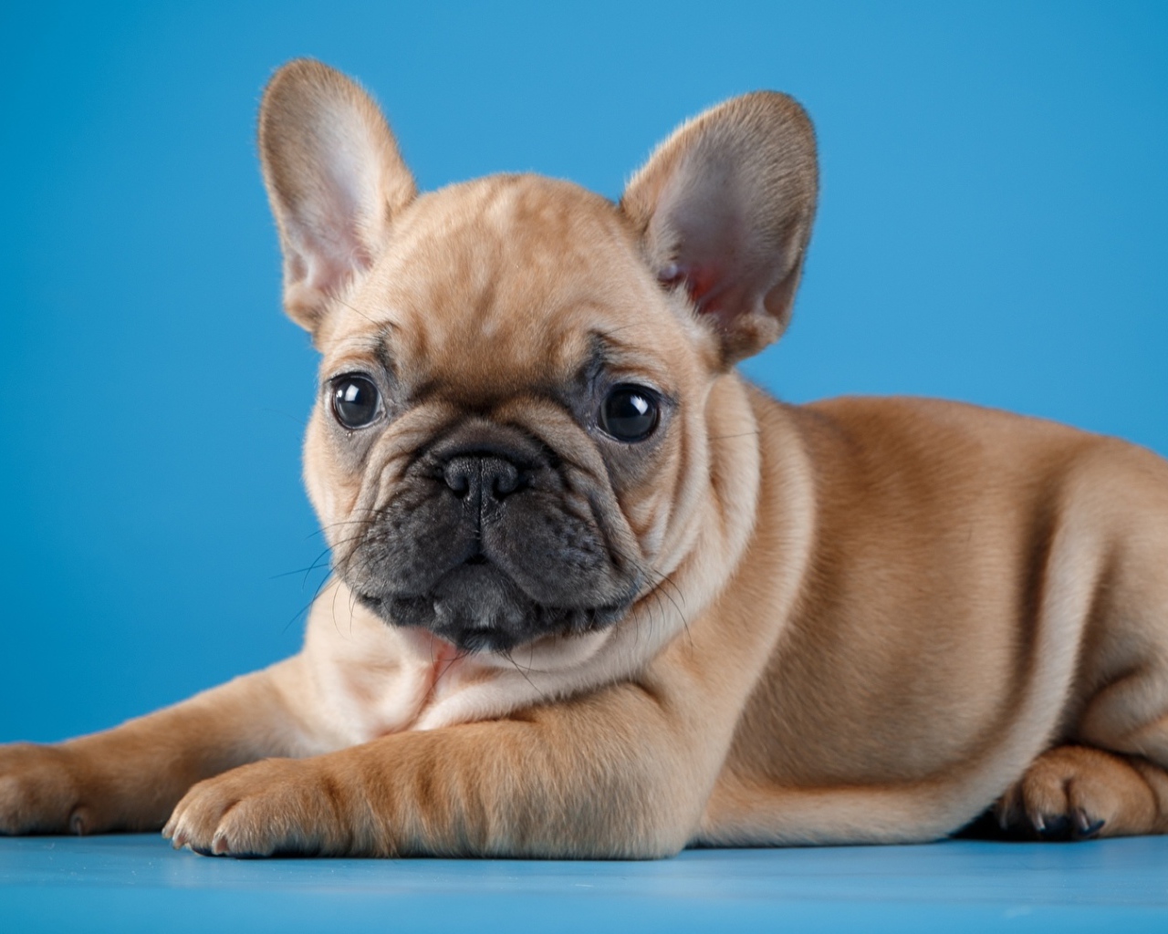 Маленький щенок французского бульдога на голубом фоне