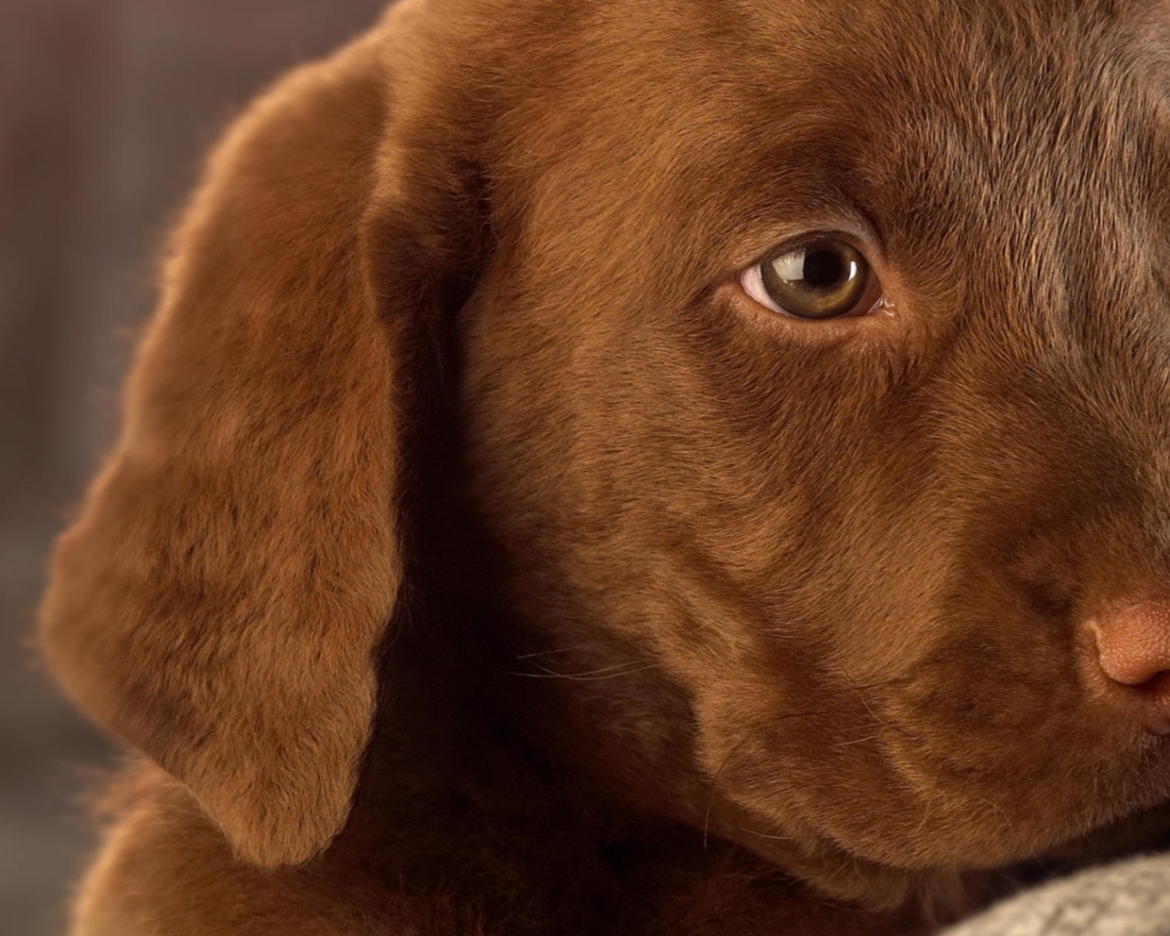 Маленький грустный коричневый  щенок лабрадора 