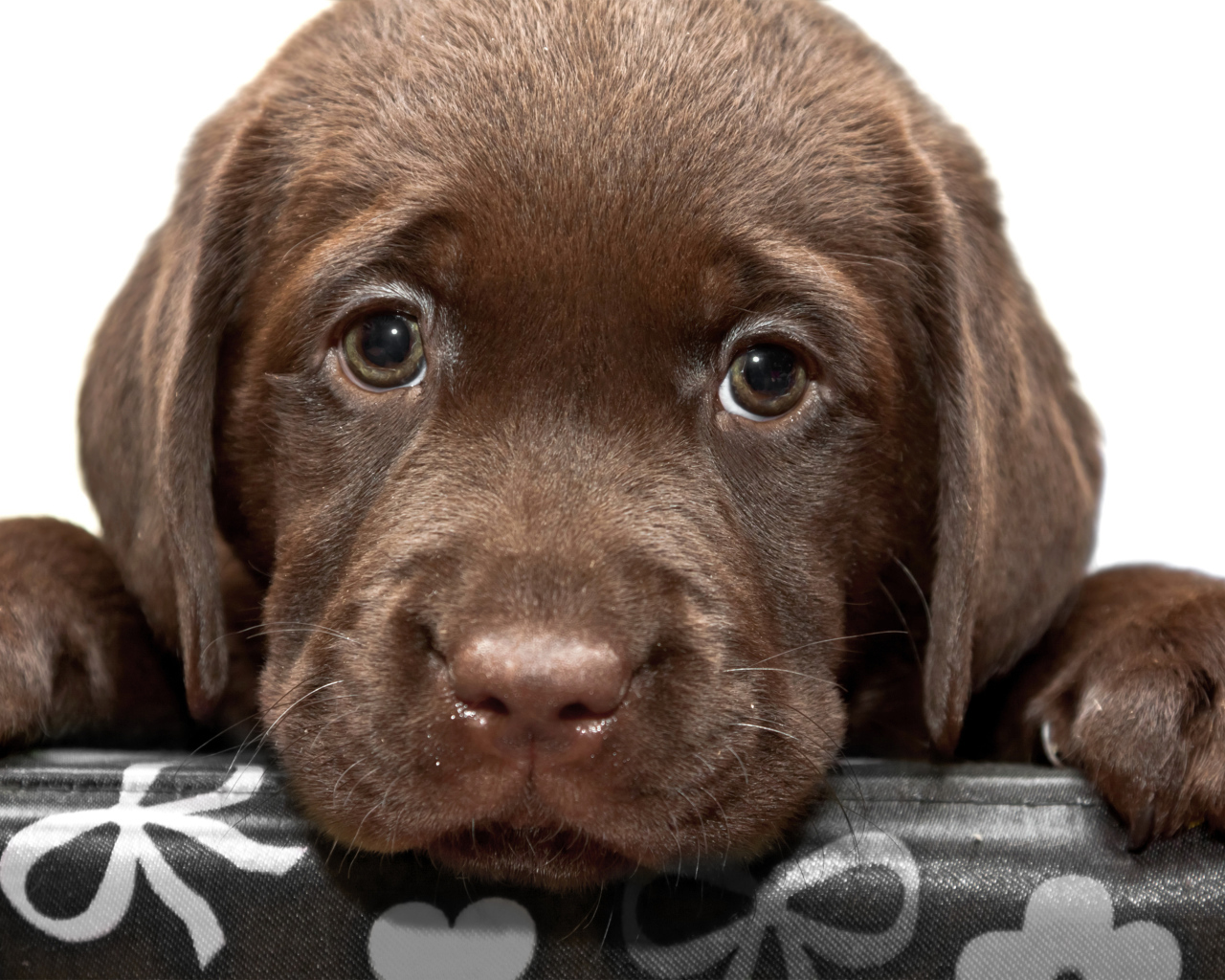 Маленький грустный коричневый щенок ретривера
