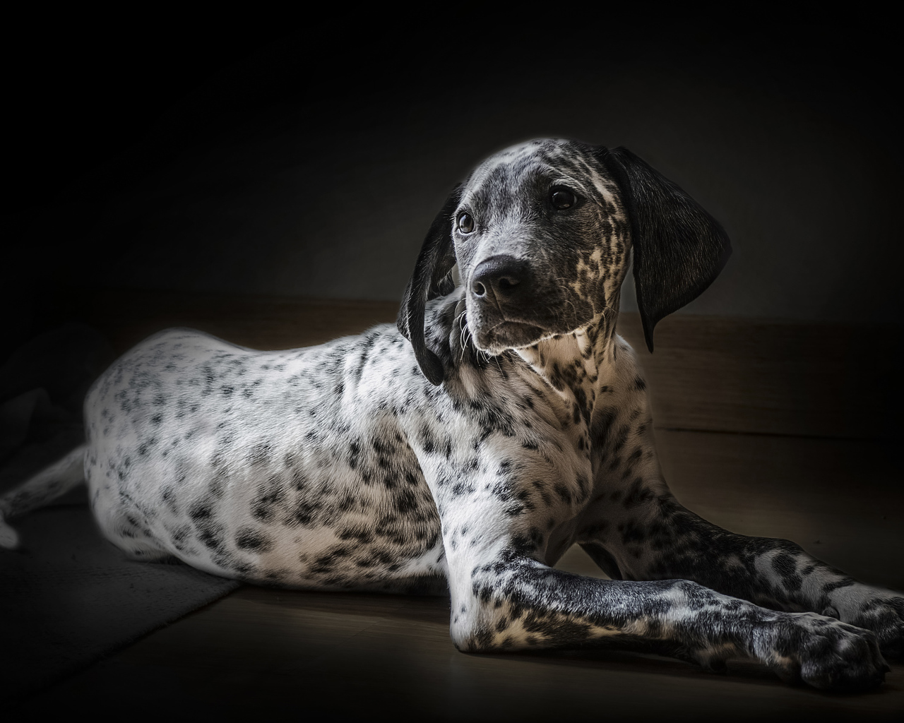 Лежащий щенок далматин на черном фоне