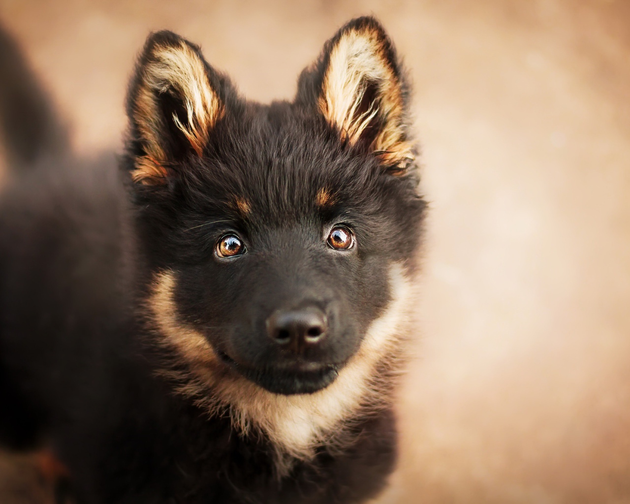 Морда щенка немецкой овчарки с умными глазами