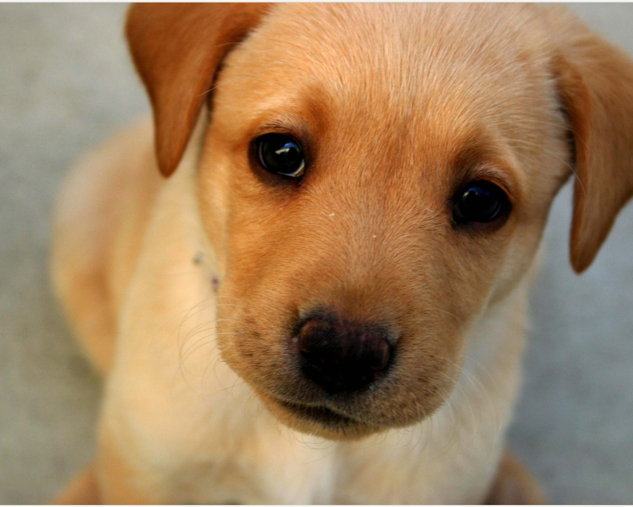 Морда маленького щенка с грустными глазами 