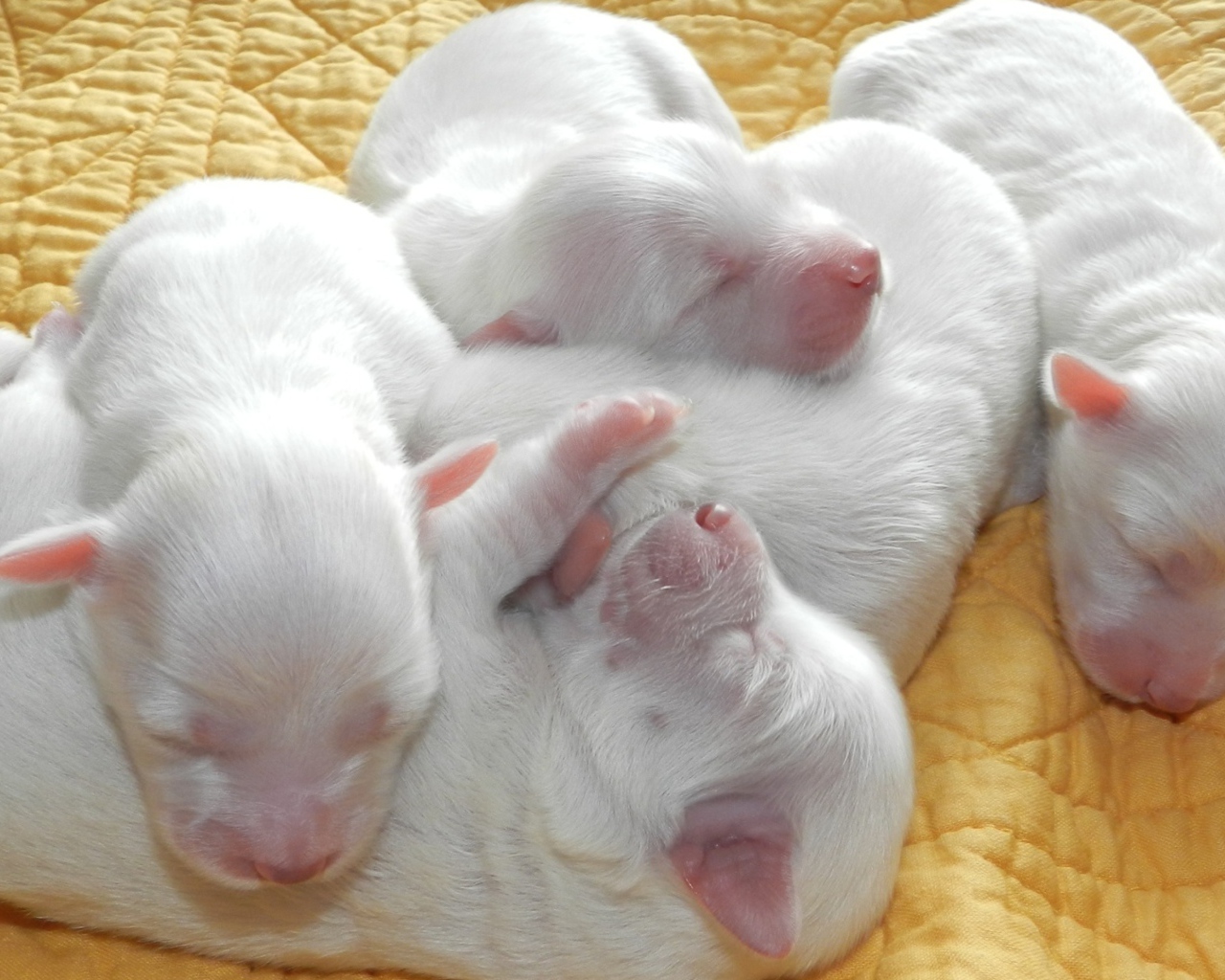 Новорожденные белые щенята 