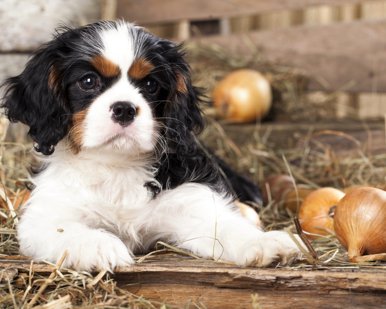 Щенок Кавалер Кинг Чарльз Спаниель лежит на сухой траве