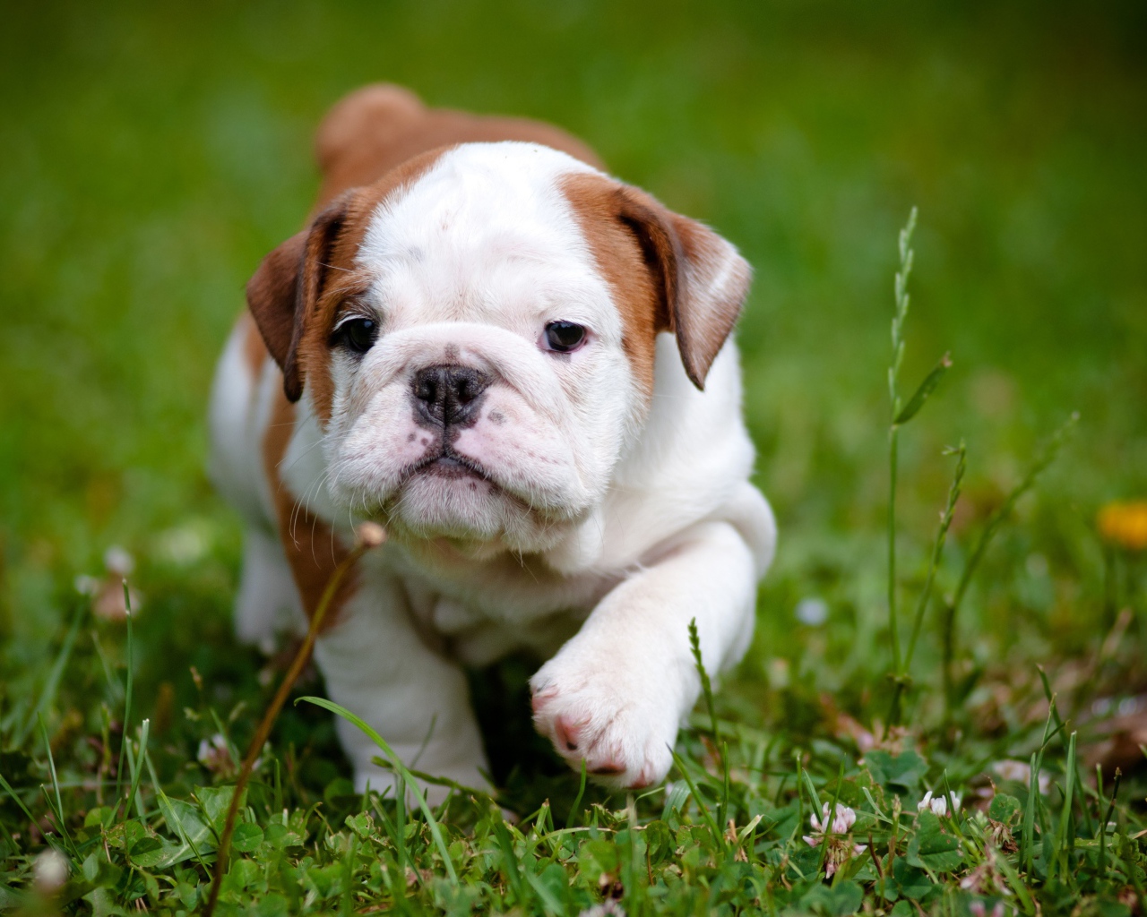 Щенок английского бульдога бежит по зеленой траве