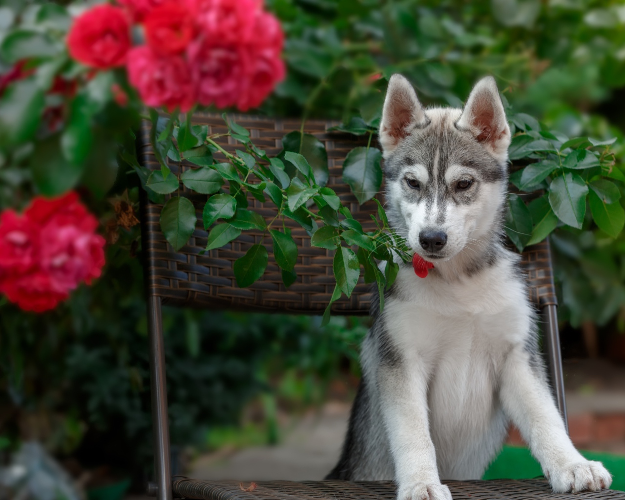 Щенок хаски стоит на стуле рядом с красными цветами