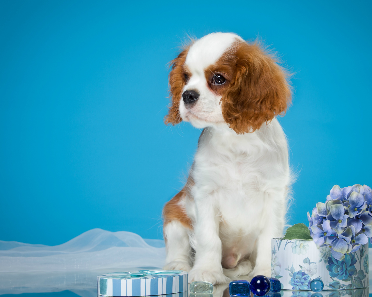 Щенок  Кинг Чарльз Спаниель на голубом фоне