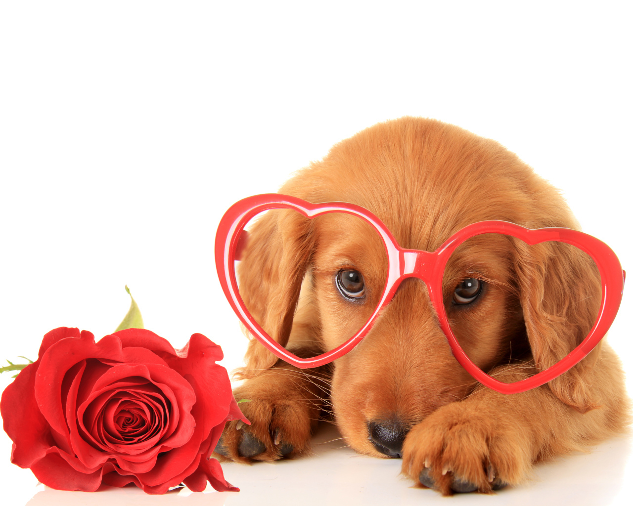 Щенок в очках и красным цветком розы на белом фоне