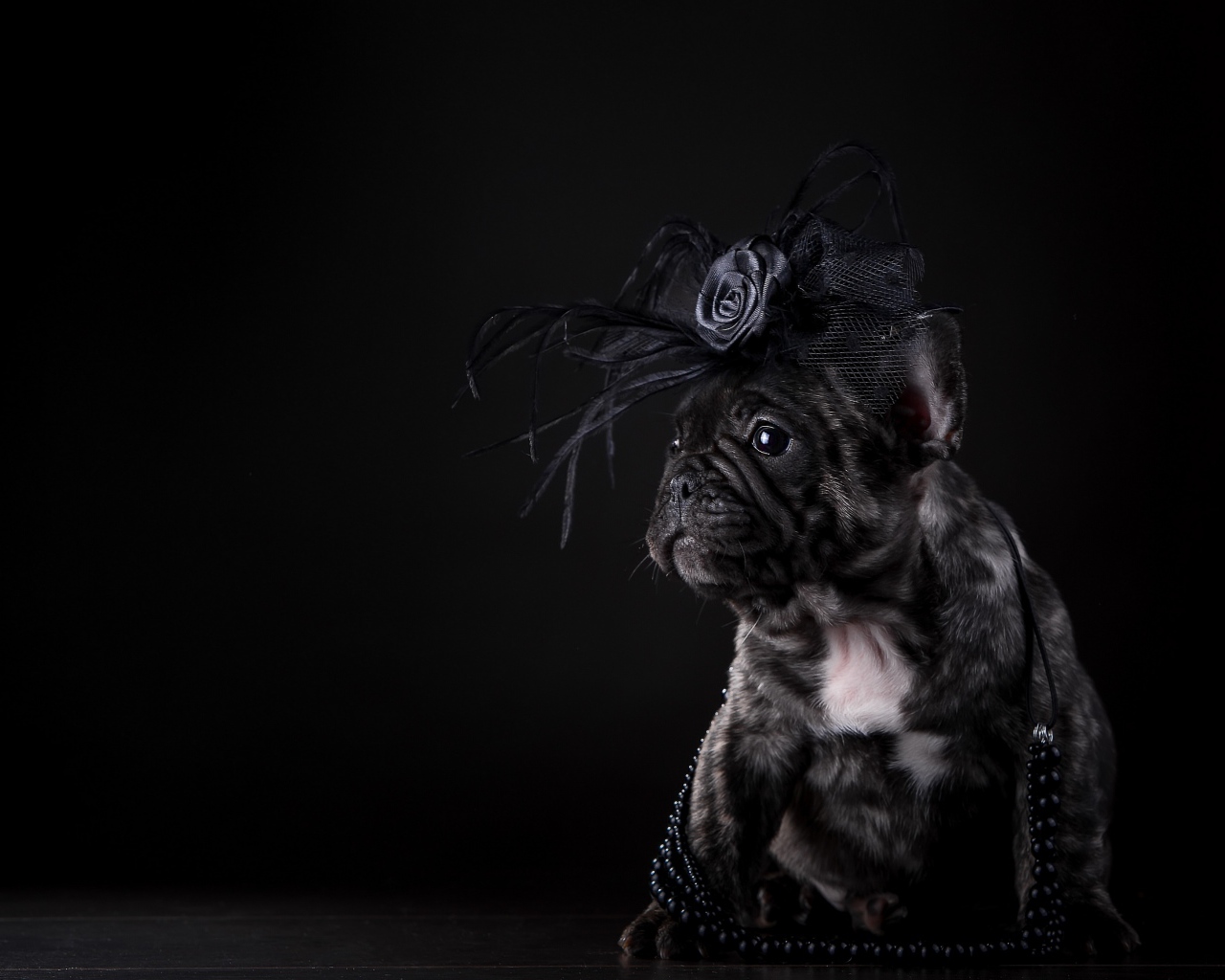 Щенок французского бульдога с украшением на голове на черном фоне
