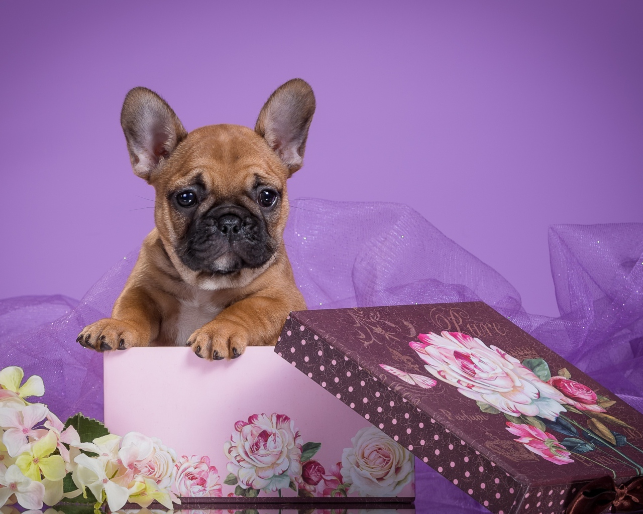 Щенок бульдога в подарочной коробке на фиолетовом фоне