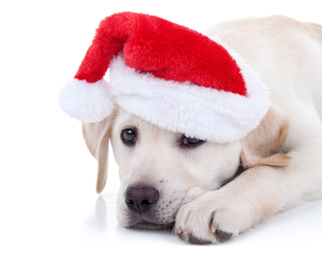 Щенок золотистого ретривера в красной шапке на Новый год на белом фоне