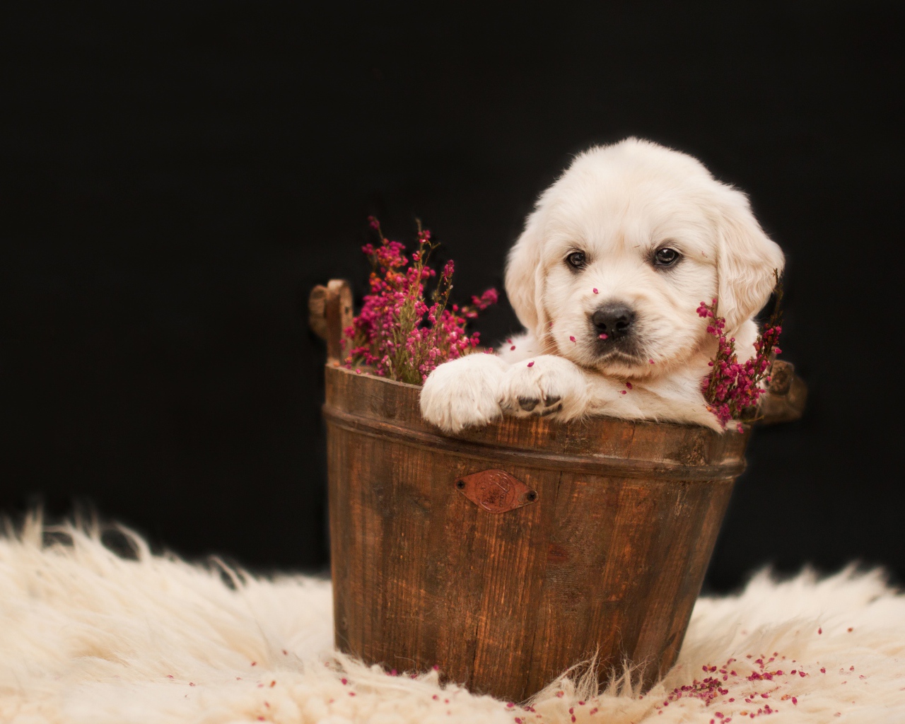 Щенок золотистого ретривера в деревянном ведре с цветами