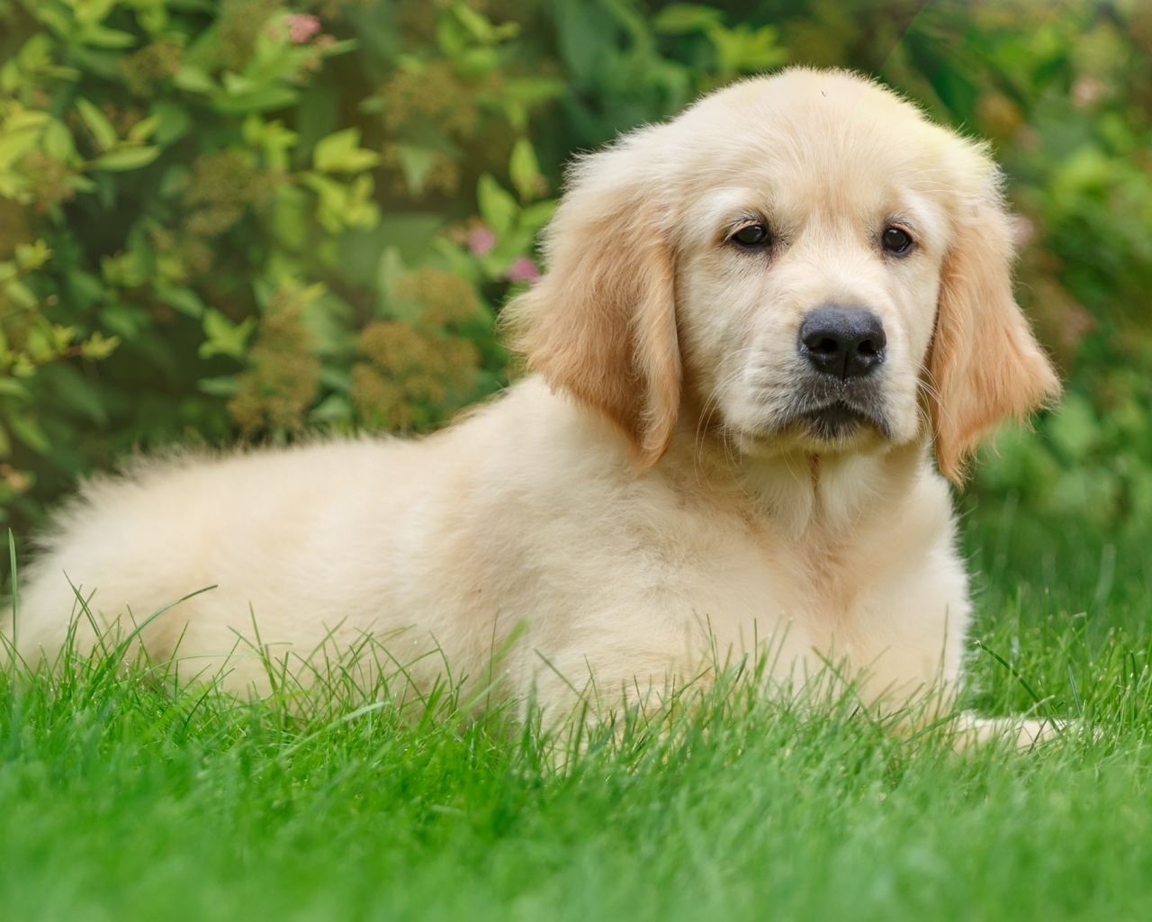 Щенок золотистого ретривера лежит на зеленой траве