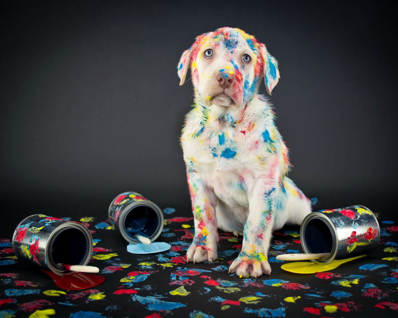 Щенок золотистого ретривера вымазался в краску