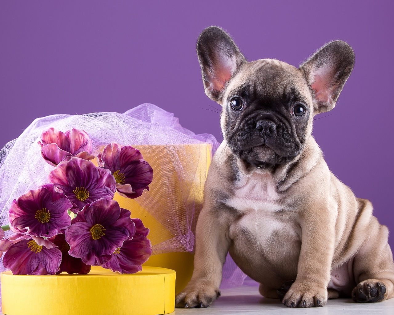 Щенок французского бульдога с букетом 