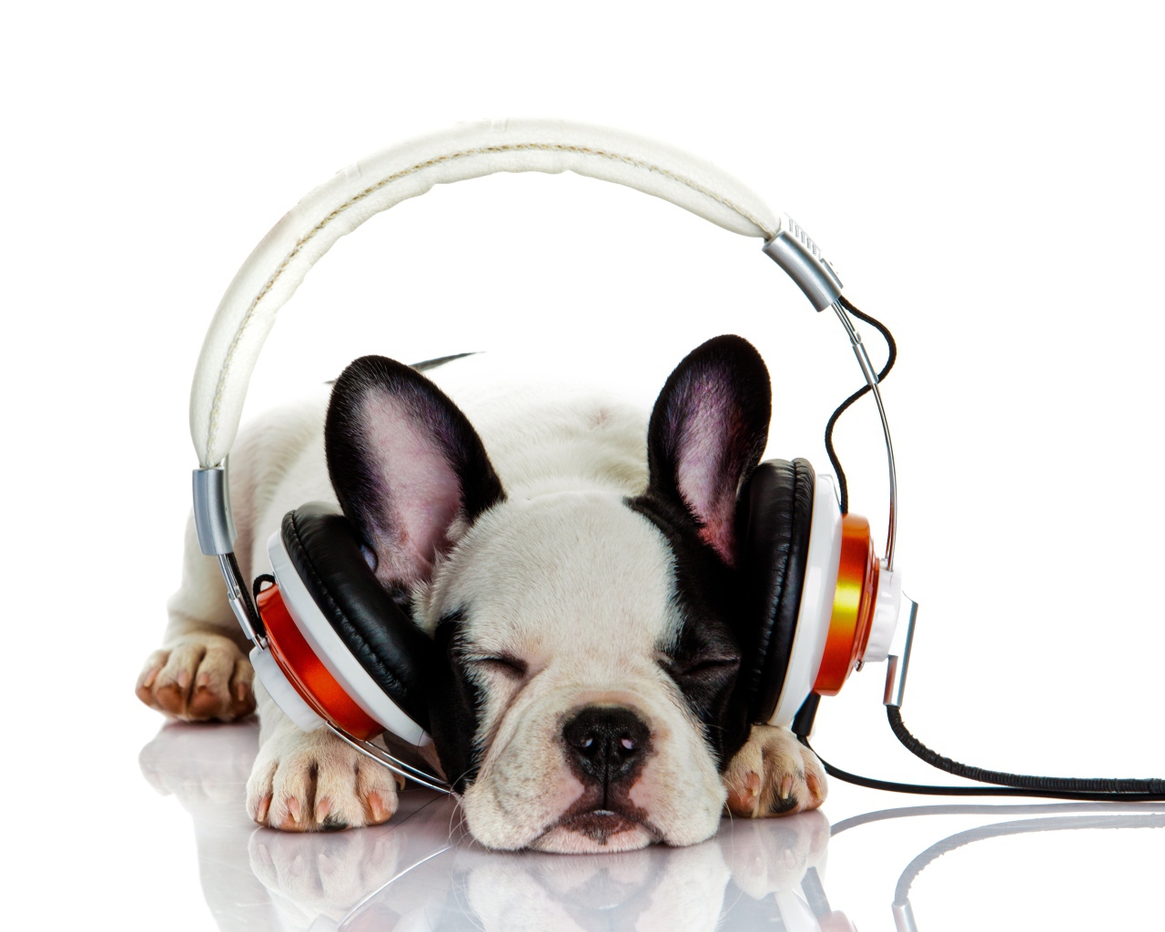 Щенок французского бульдога в наушниках 