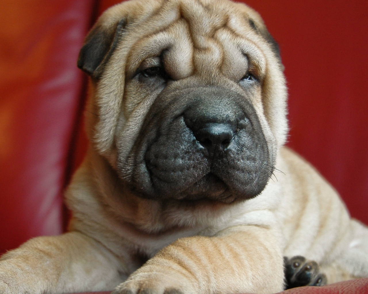 Щенок шарпея на красном фоне 