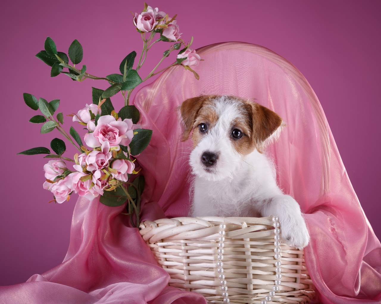 Щенок силихем-терьер в розовой корзине с цветами