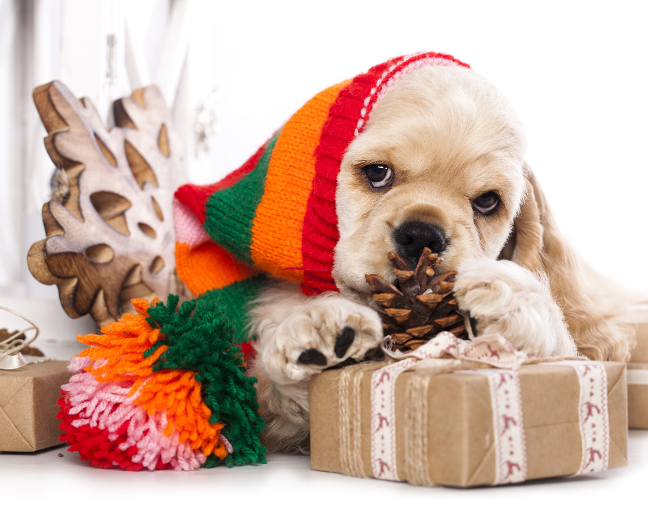 Щенок спаниеля в шапке с подарками