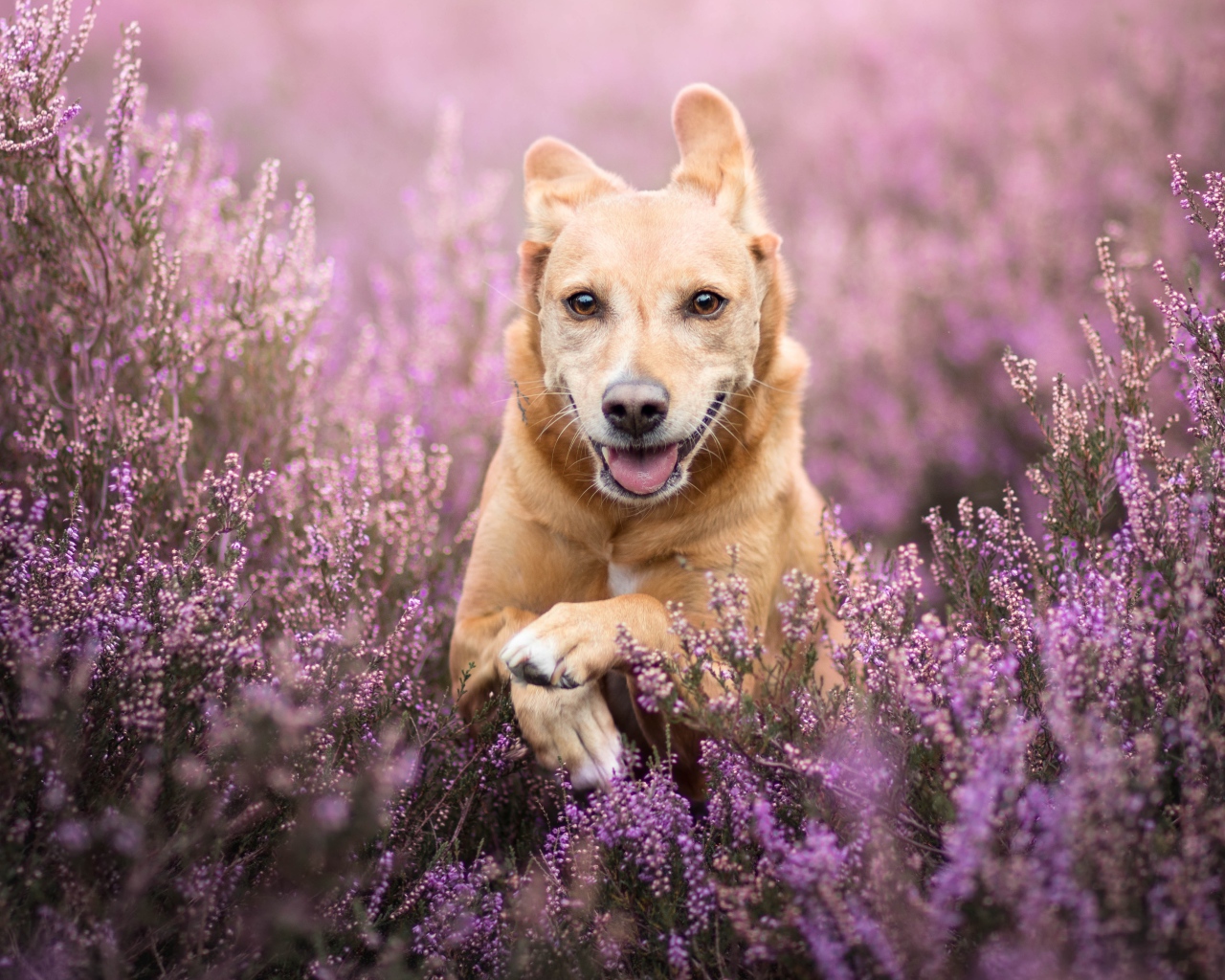 Рыжая собака с высунутым языком бежит по полю с сиреневыми цветами