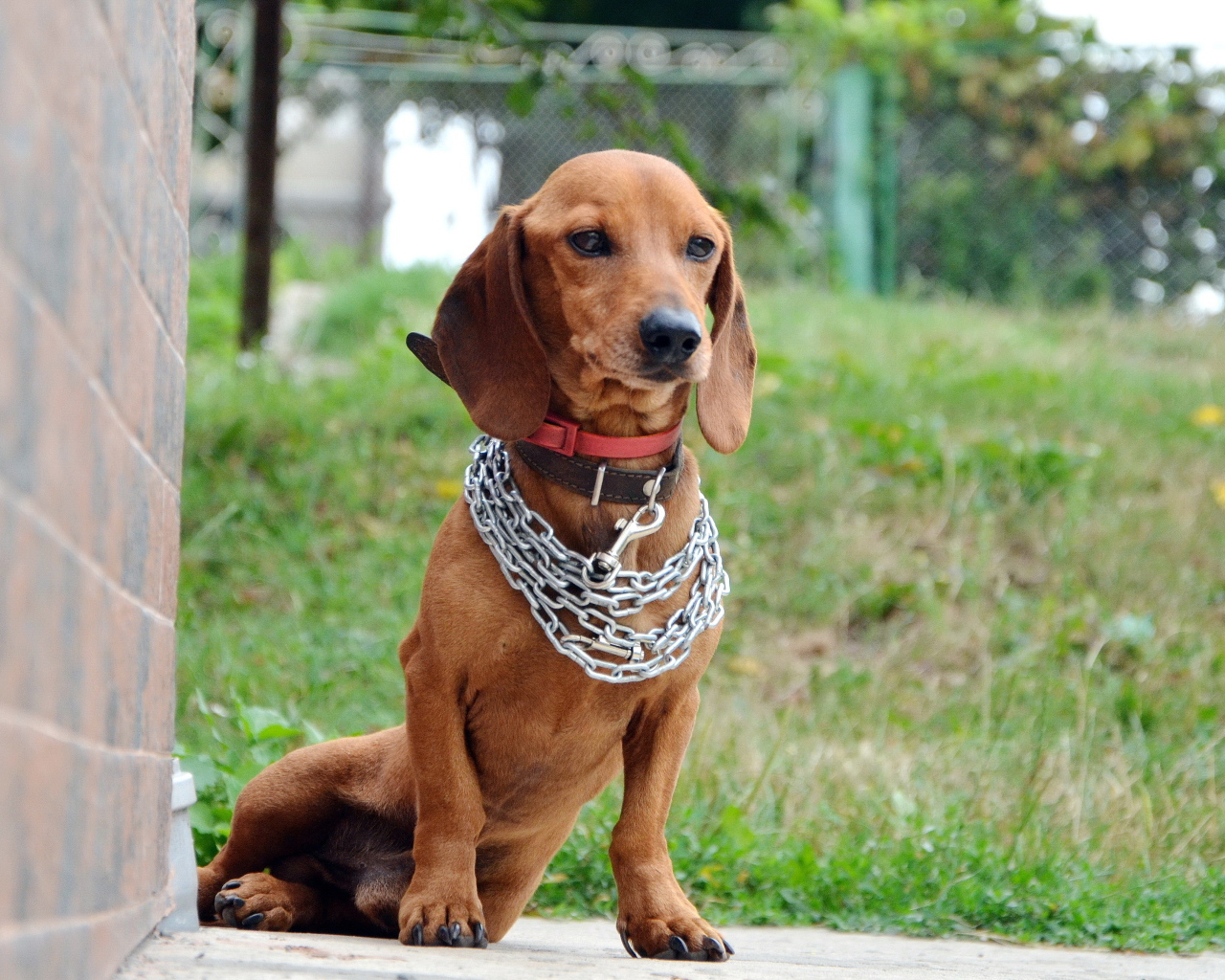 Грустная такса с цепью на шее