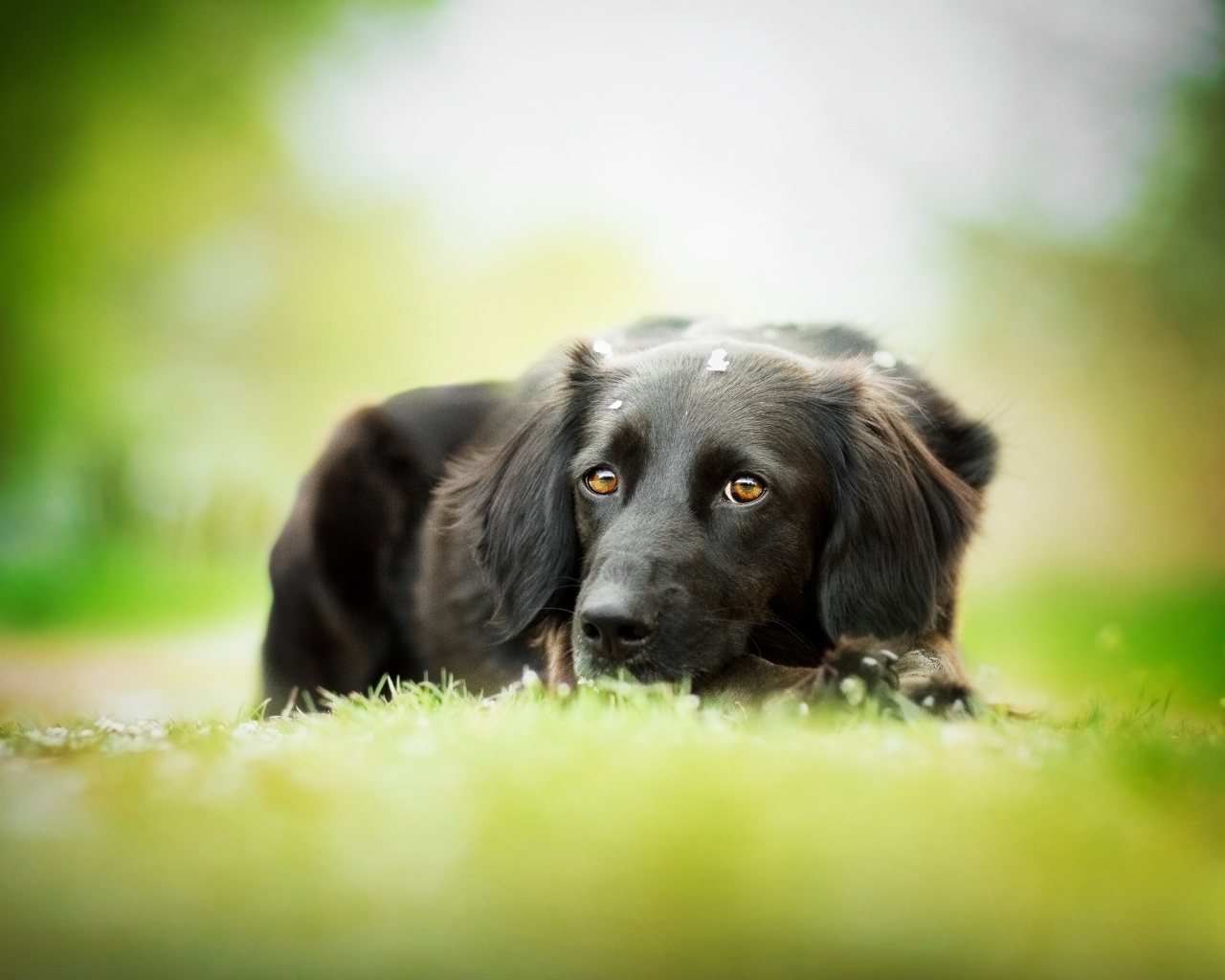 Грустный черный пес лежит на зеленой траве