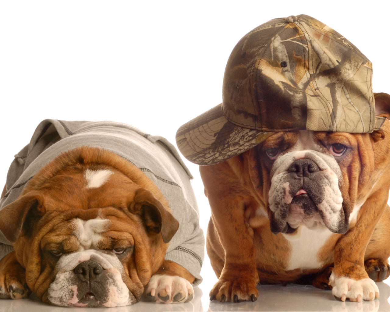 Грустные бульдоги в костюмах на белом фоне