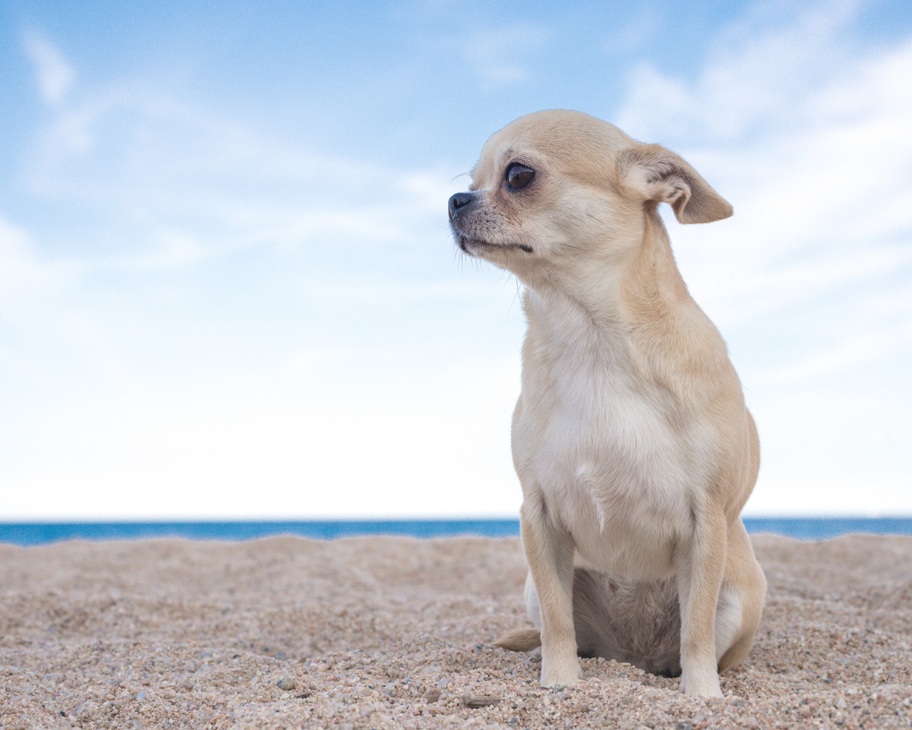 Грустный чихуахуа  сидит на песке у моря
