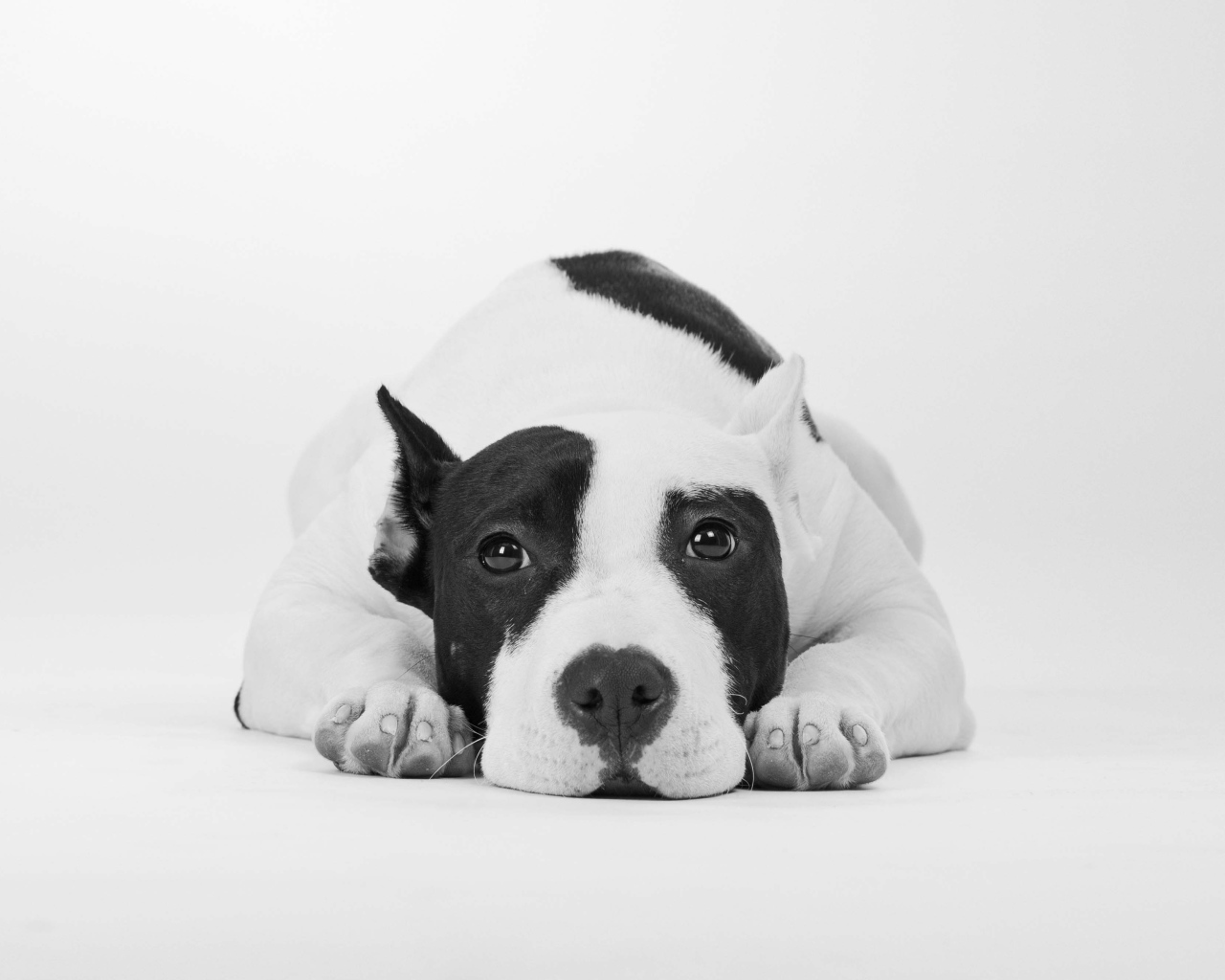 Грустный дог черно -белое фото