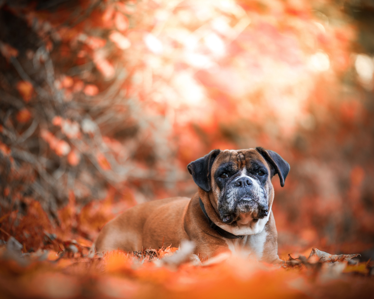 Грустная собака породы боксер лежит на опавшей листве