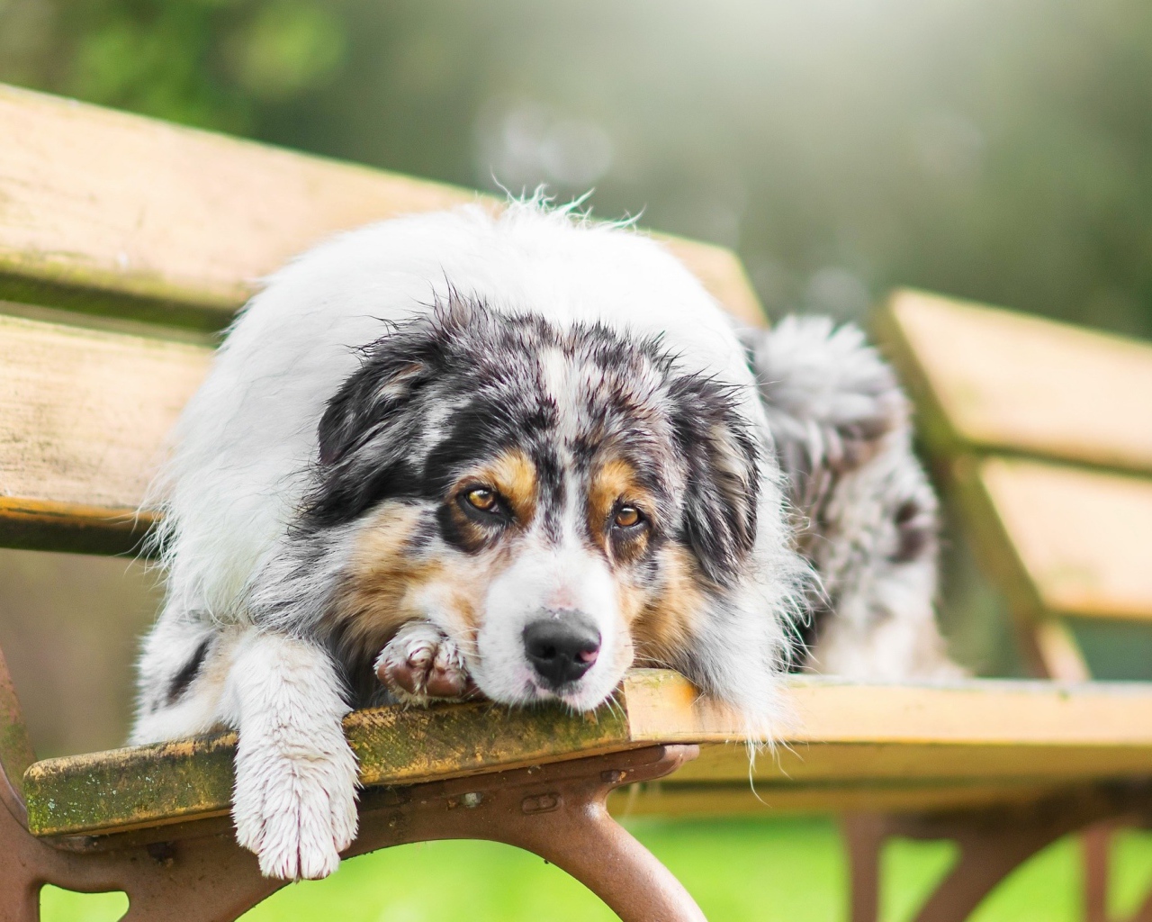 Грустная собака породы английская овчарка лежит на лавке 