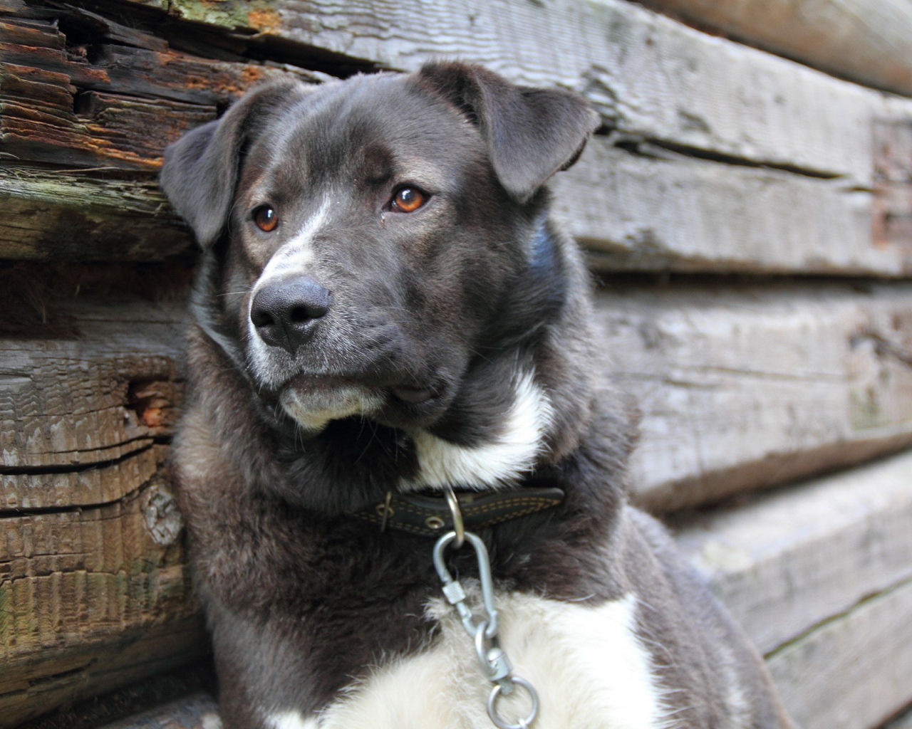 Грустный пес на цепи 