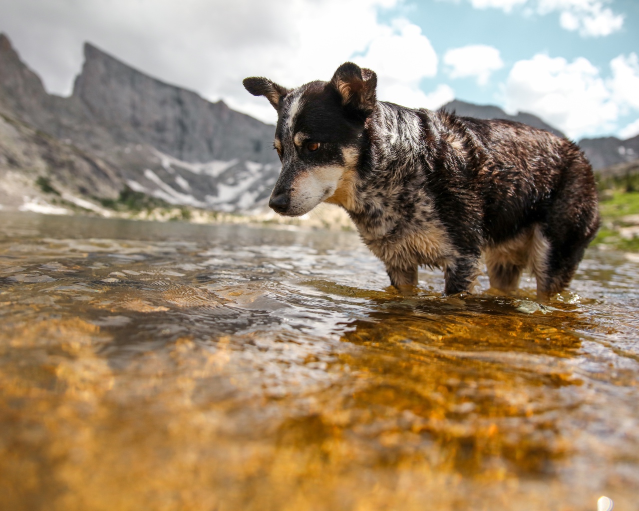 Грустная собака стоит в воде