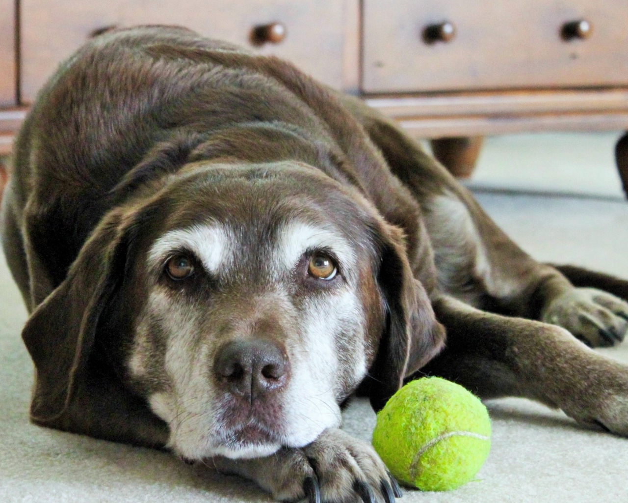 Грустная собака с теннисным мячом  