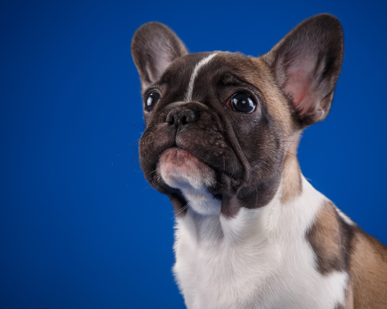 Грустный маленький французский бульдог на голубом фоне