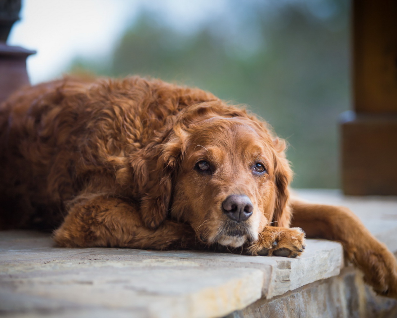 Грустный взгляд большой рыжей собаки