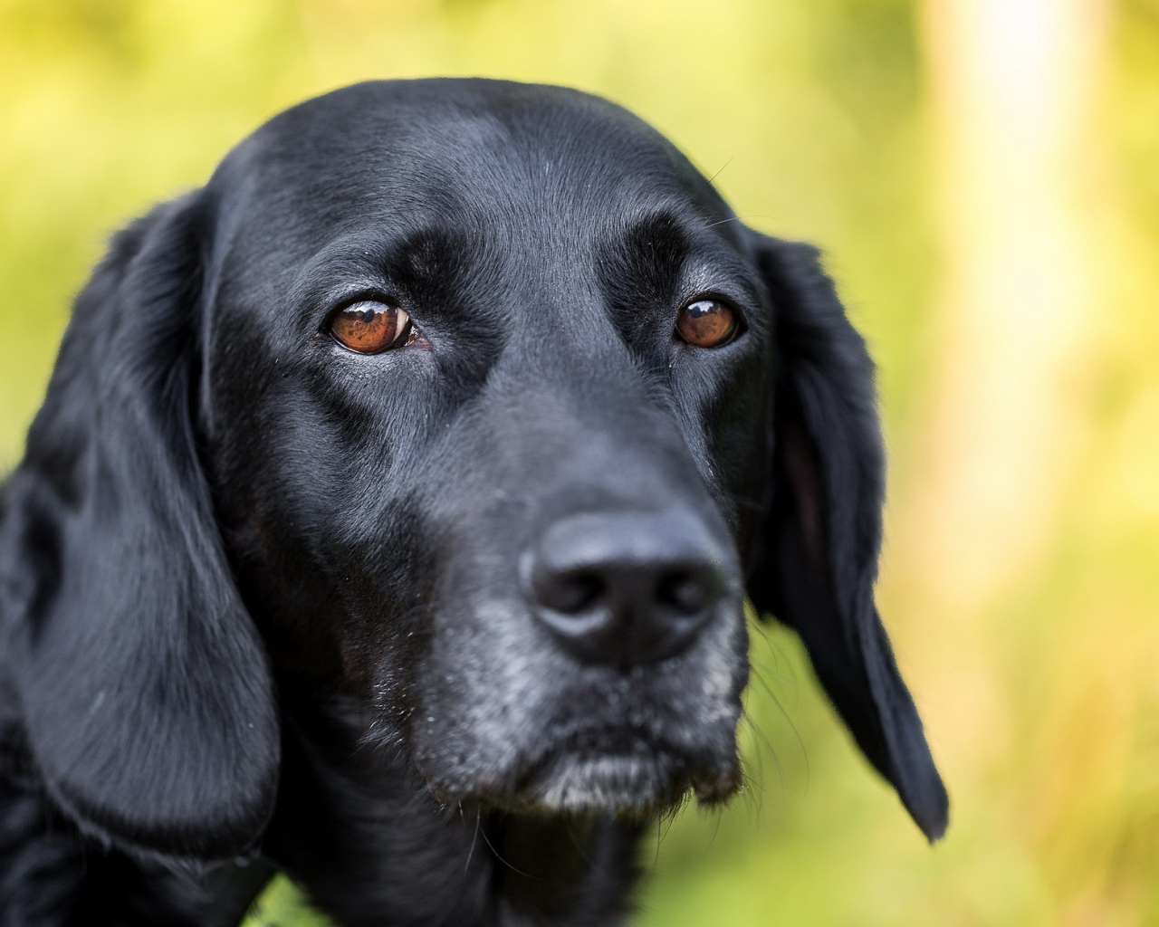 Грустная морда черного лабрадора
