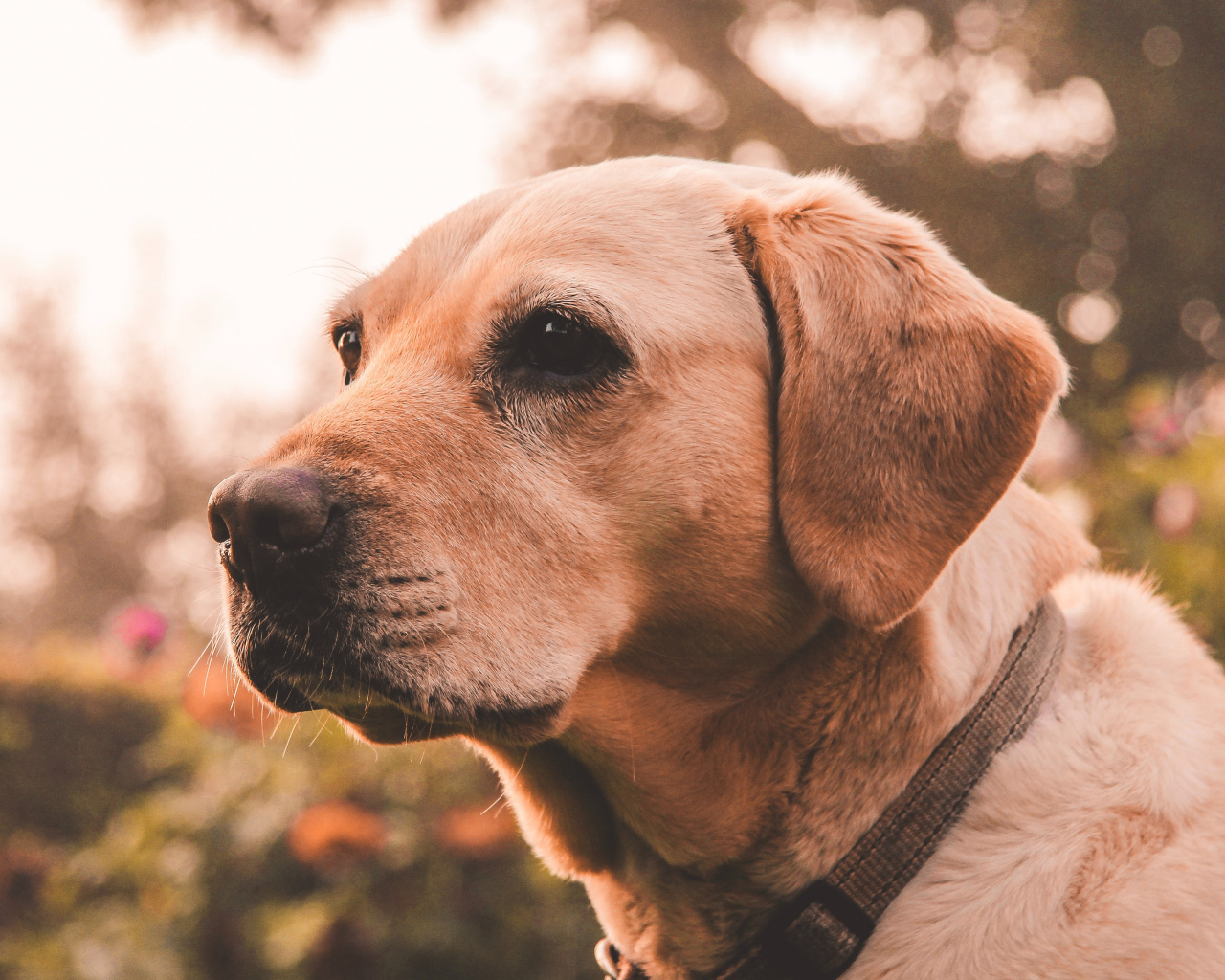 Грустная морда собаки породы золотистый ретривер