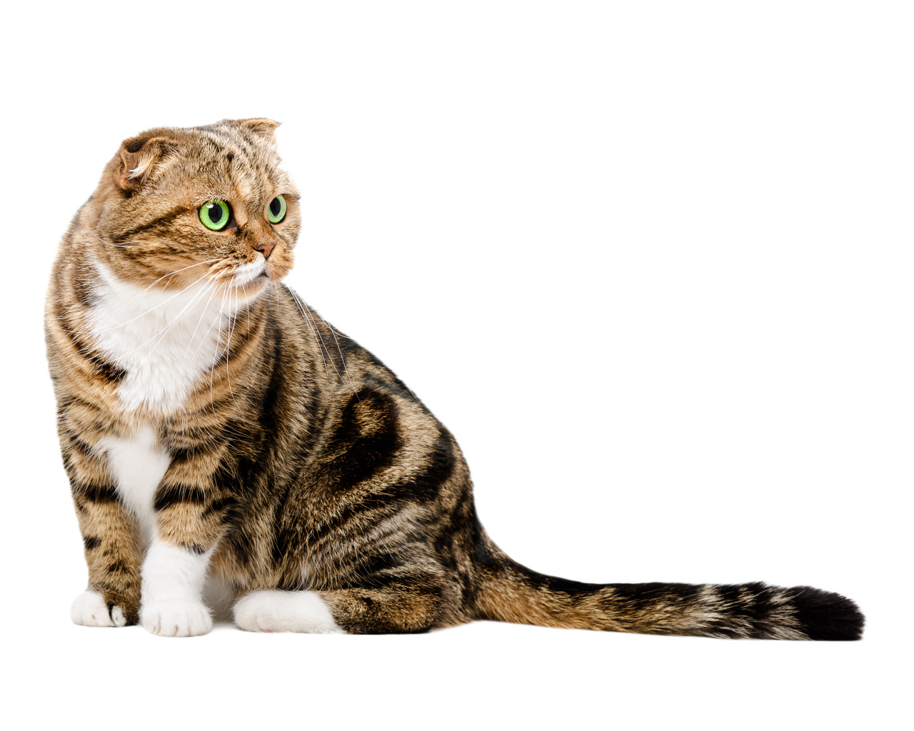 Шотландский вислоухий кот на белом фоне