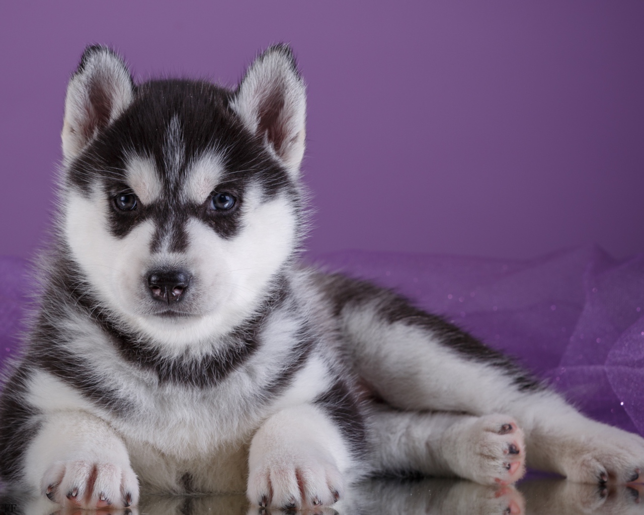 Серьезный щенок хаски лежит на фиолетовом фоне
