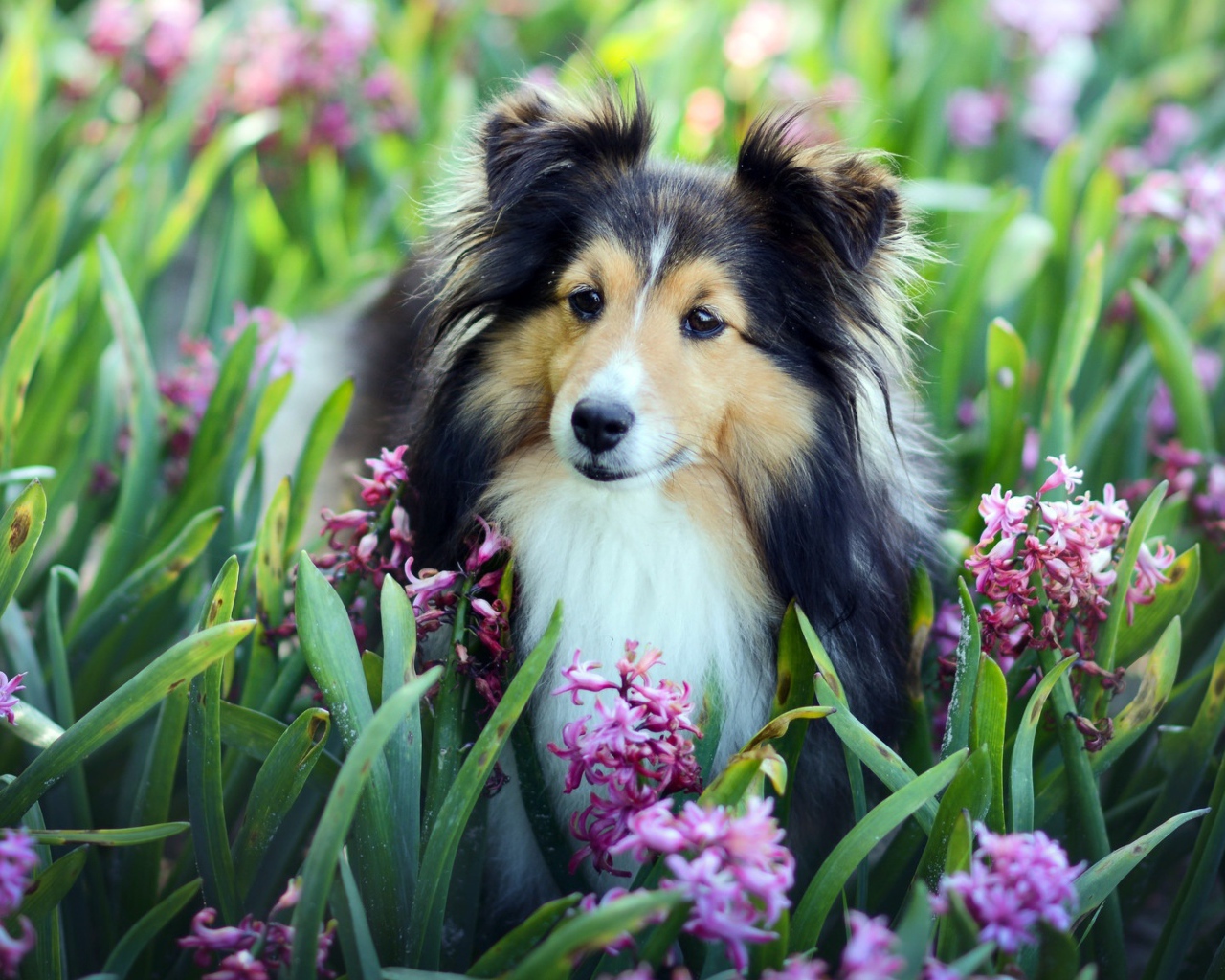 Собака породы Шелти в розовых цветах гиацинта 