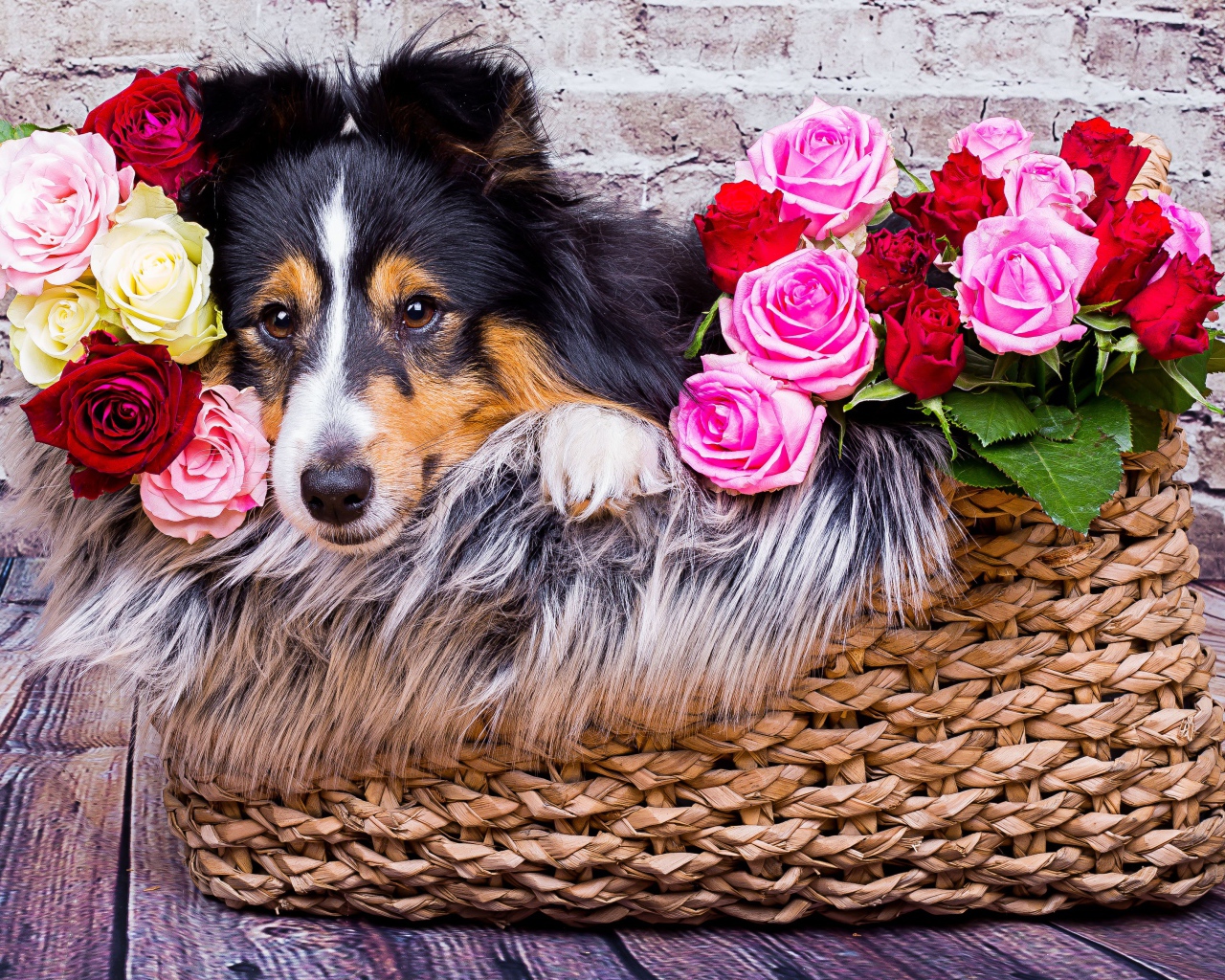 Собака породы Шелти лежит в корзине с розами 