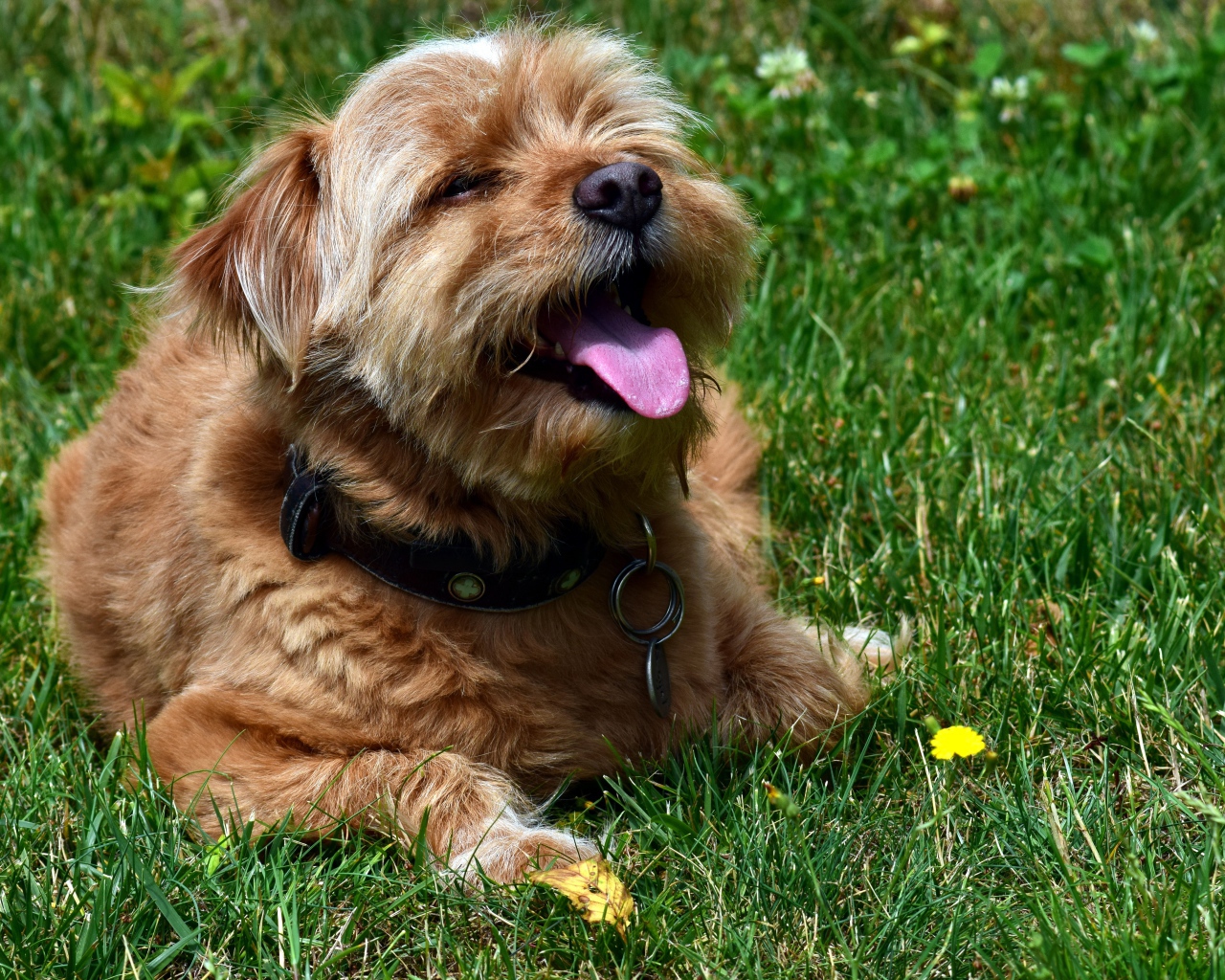 Терьер с высунутым языком лежит на зеленой траве